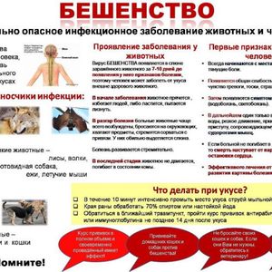 Профилактика бешенства